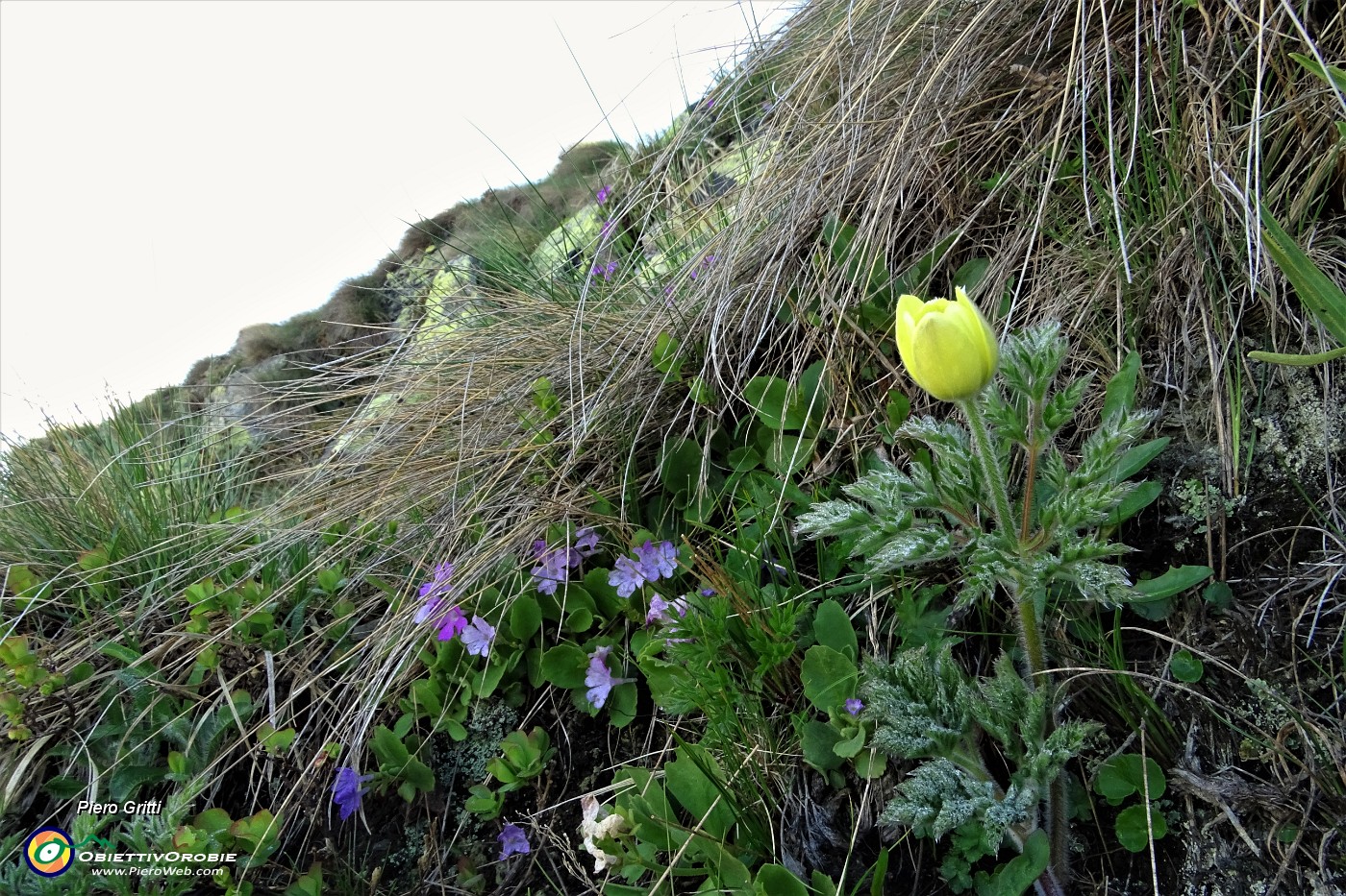 34 Fa capolino anche una pulsatilla alpina sulfurea in bocciolo.JPG